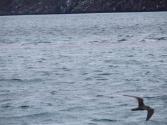 Anous stolidus galapagensis