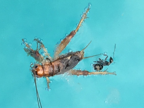 Common Short-tailed Cricket photo 5