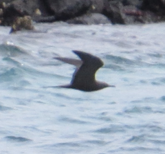 Anous stolidus galapagensis