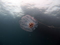 Cyclosalpa affinis