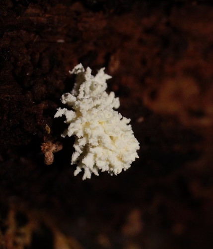 Cordyceps takaomontana image