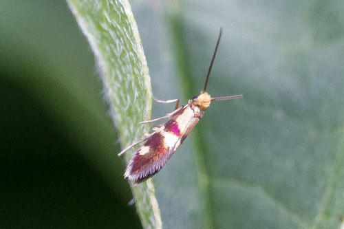 Micropterix aglaella