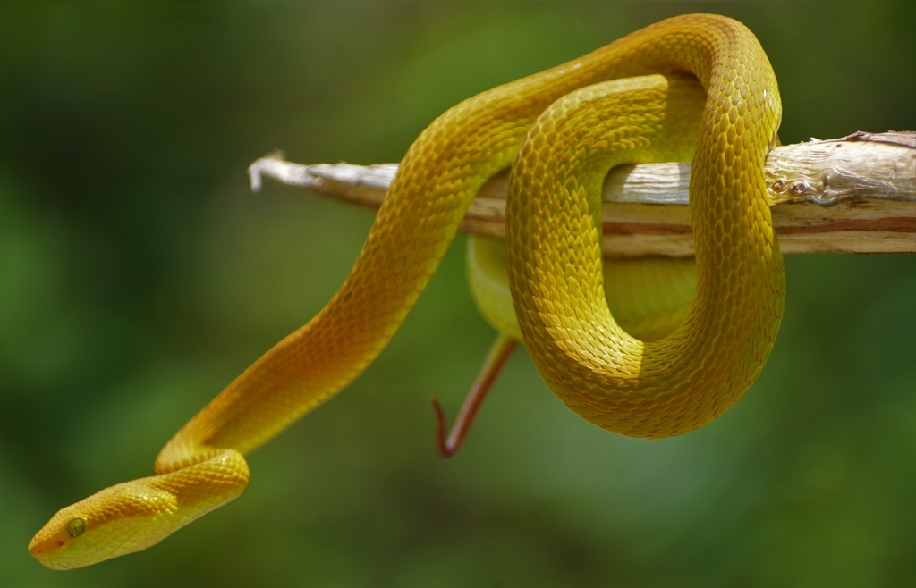 Salazar's Pit Viper from Tiphook Division on May 19, 2023 at 12:06 PM ...