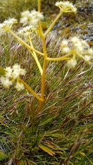 Aciphylla similis