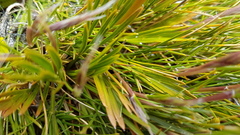 Aciphylla similis