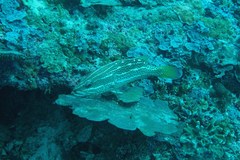 Anyperodon leucogrammicus