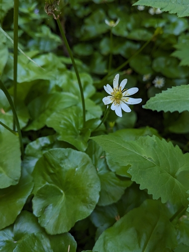 Image of Caltha biflora by (c) David Anderson, some rights reserved (CC BY)