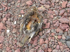 Zenaida galapagoensis