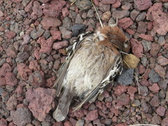 Zenaida galapagoensis