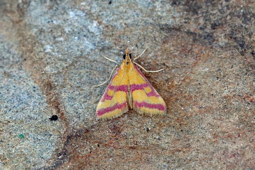 Scarce Crimson & Gold
