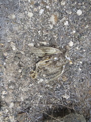 Tyto alba punctatissima