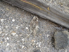 Tyto alba punctatissima