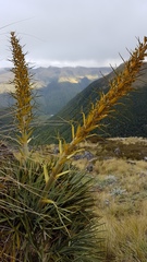 Aciphylla colensoi