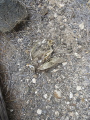 Tyto alba punctatissima