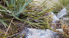 Aciphylla colensoi