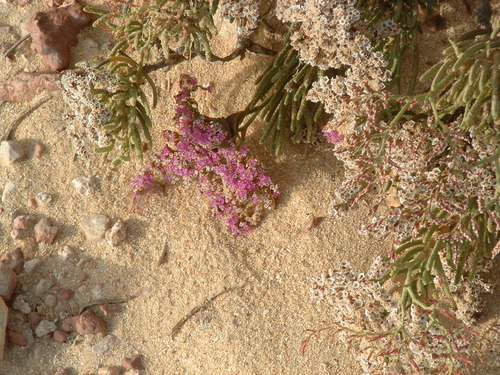 Limonium axillare