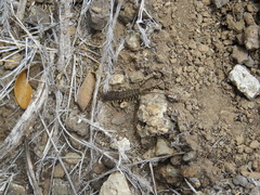 Stylifera galapagoensis