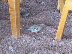 Zenaida galapagoensis