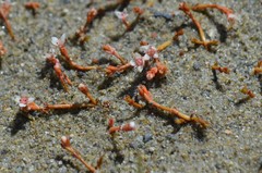 Crassula sinclairii