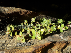 Crassula pellucida pellucida