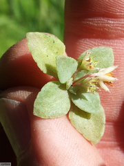 Crassula pellucida pellucida