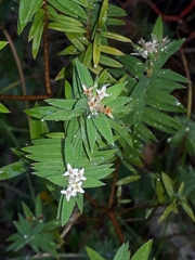 Pimelea tomentosa