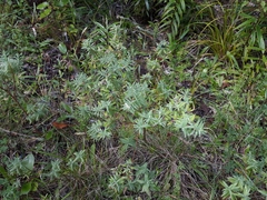 Pimelea tomentosa