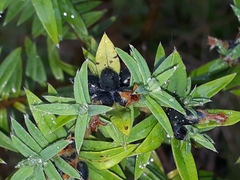 Pimelea tomentosa