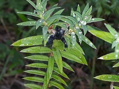 Pimelea tomentosa