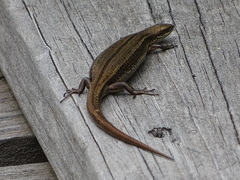 Pseudemoia entrecasteauxii