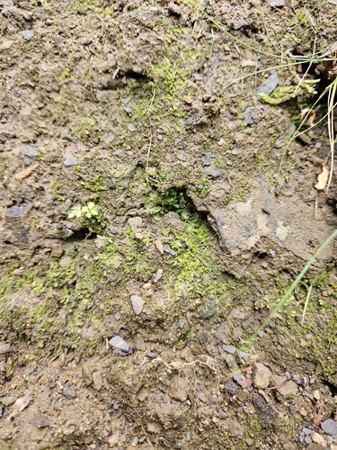 Image of Nardia scalaris by (c) Helen Waterman, some rights reserved (CC BY)