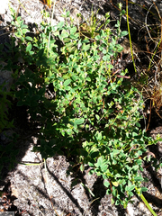 Indigofera sarmentosa