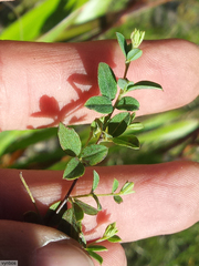 Indigofera sarmentosa