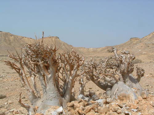 desert rose