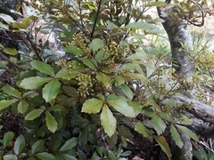 Pseudopanax discolor