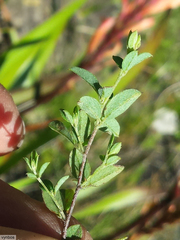 Indigofera sarmentosa