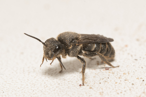 Representative image of Stelis punctulatissima