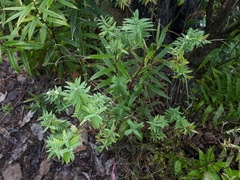 Pimelea tomentosa