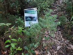 Pimelea tomentosa