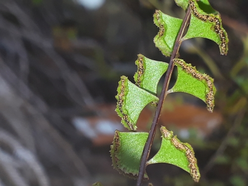 Lindsaea linearis (Lindsaea linearis)