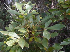 Pseudopanax discolor