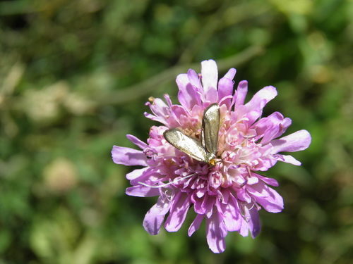 Buožaininė Ilgaūsė Makštinė Kandis