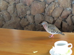 Zenaida galapagoensis