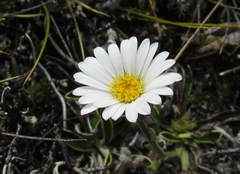 Celmisia hieraciifolia gracilis