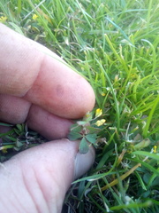 Trifolium micranthum