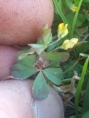Trifolium micranthum