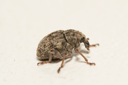 Weevil