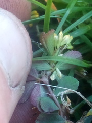 Trifolium micranthum