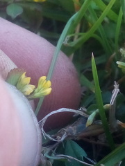Trifolium micranthum