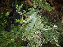 Pseudocyphellaria multifida
